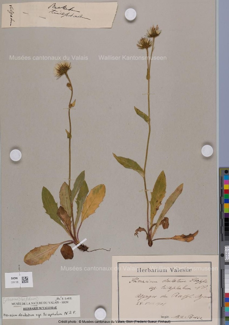 Hieracium dentatum subsp. tricephalum photo 2