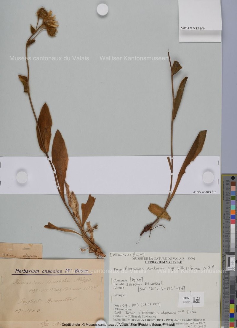 Hieracium dentatum subsp. villosiforme photo 2