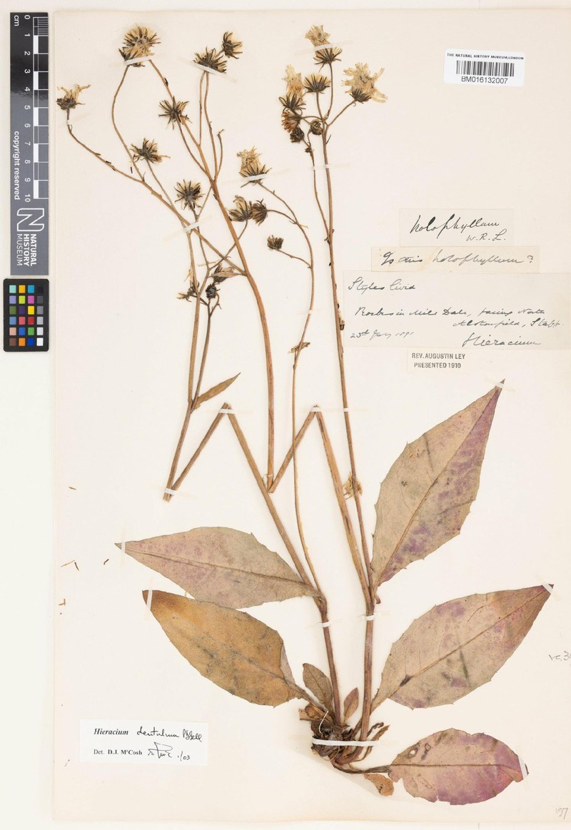 Hieracium dentulum photo 2