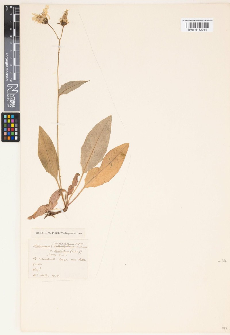 Hieracium dentulum photo 3