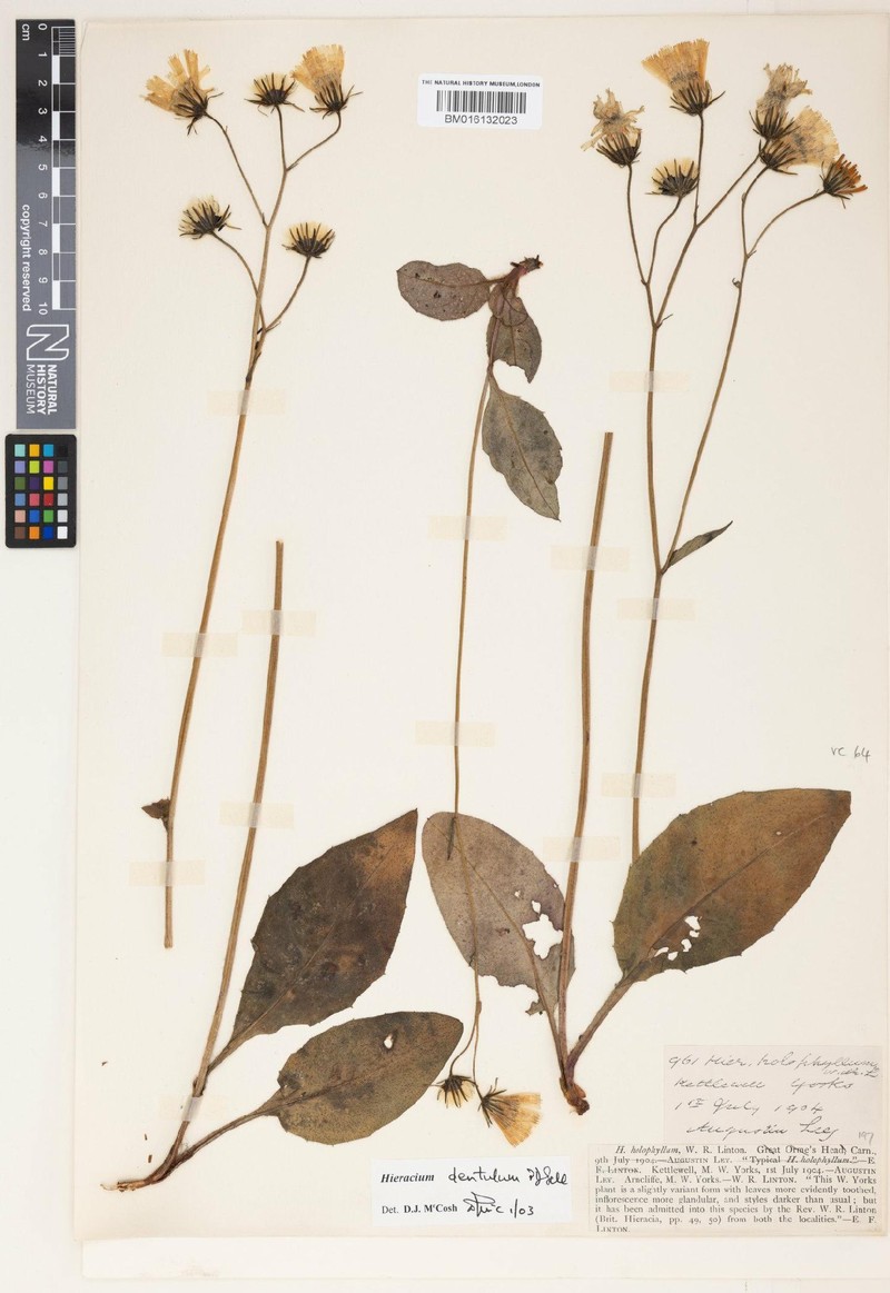 Hieracium dentulum photo 4