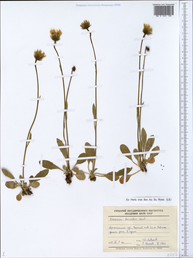 Hieracium derivatum