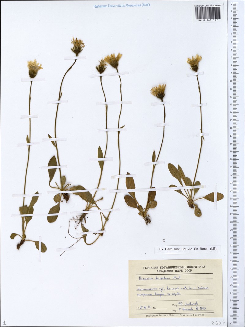 Hieracium derivatum photo 2