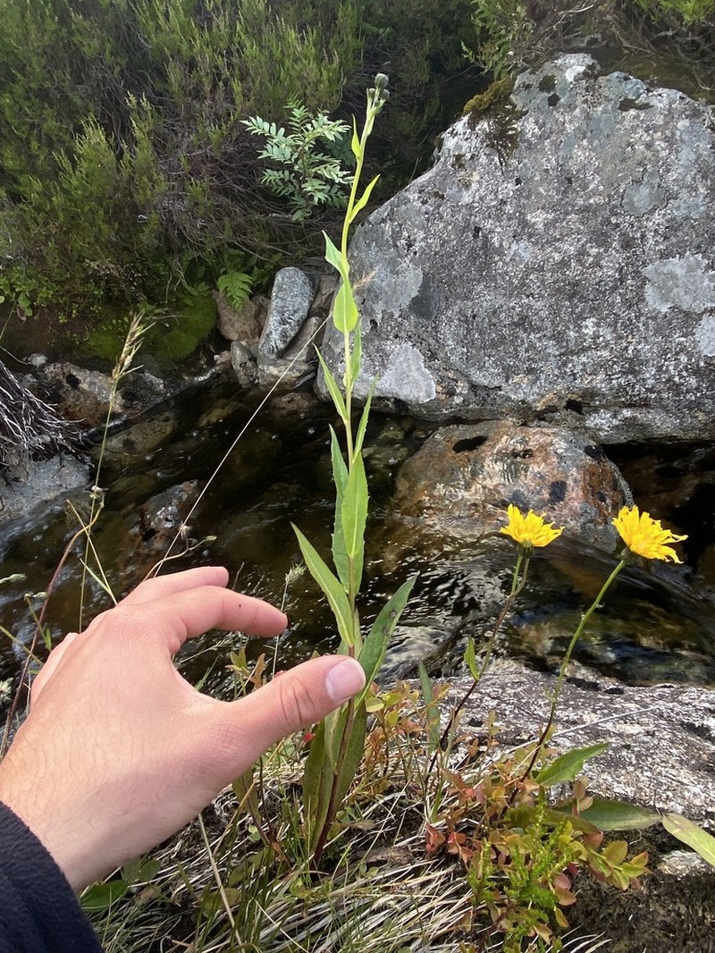 Hieracium dewarii