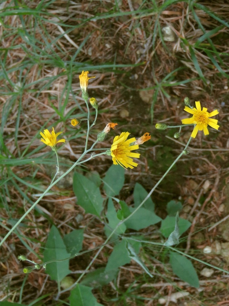 Hieracium diaphanoides