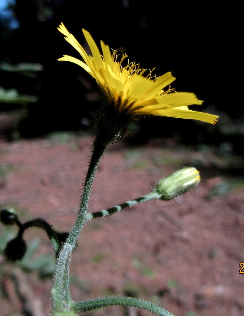 Hieracium diaphanoides photo 2