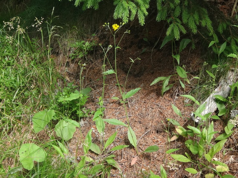 Hieracium diaphanoides photo 3