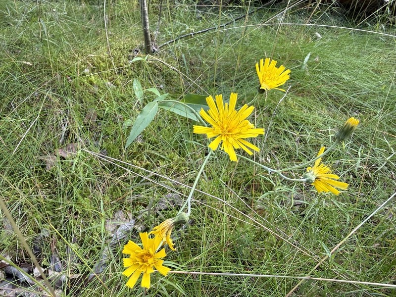 Hieracium diaphanoides photo 4