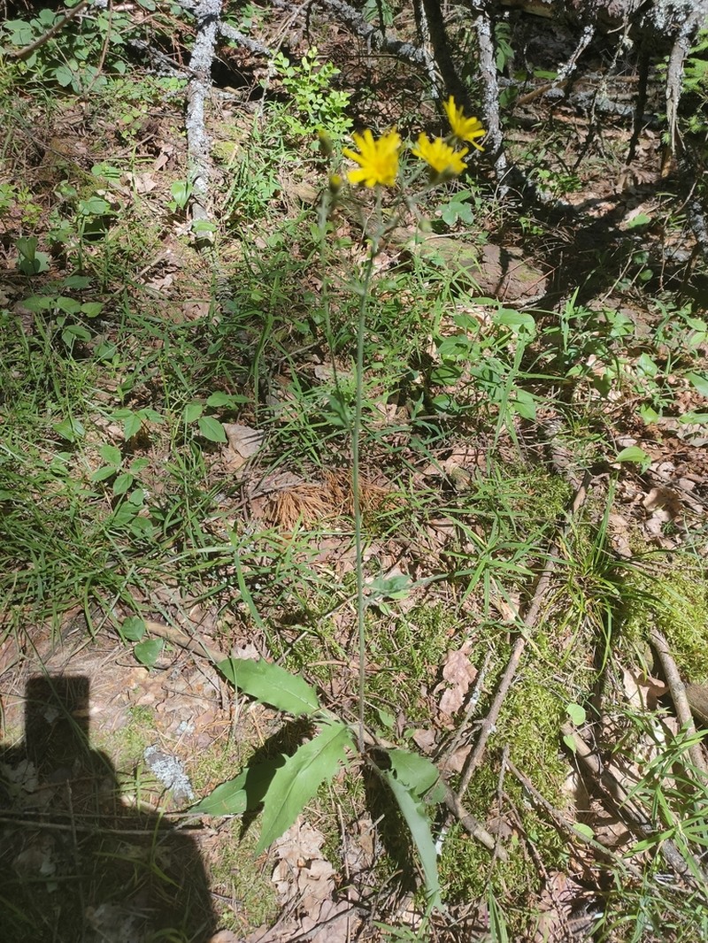 Hieracium diaphanoides photo 5