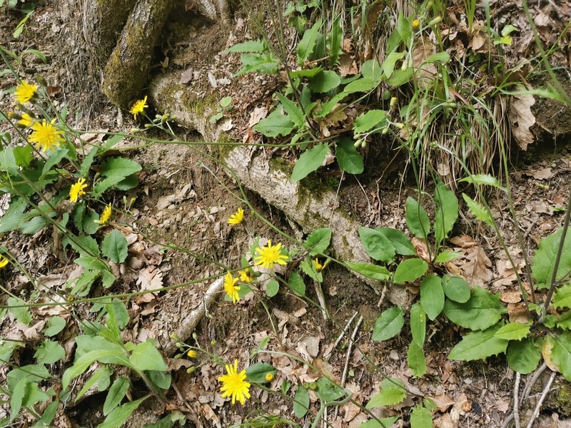Hieracium diaphanoides photo 6