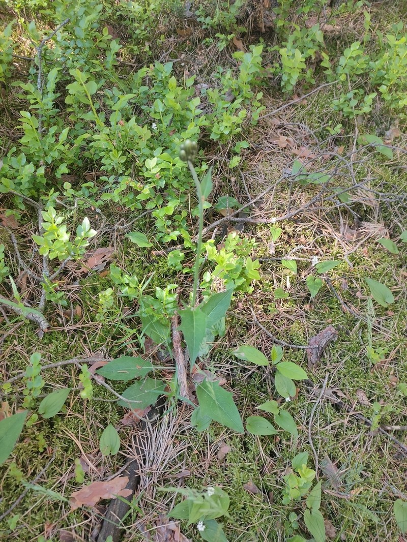 Hieracium diaphanoides photo 7