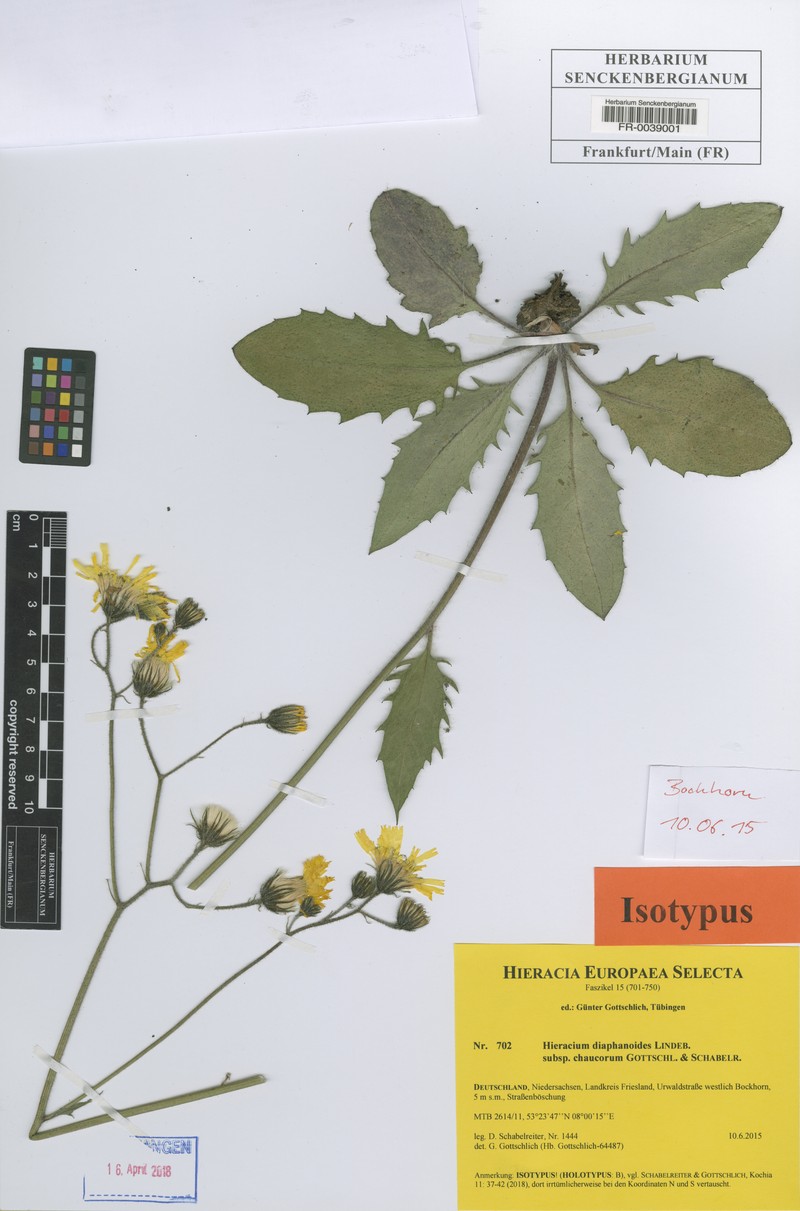 Hieracium diaphanoides subsp. chaucorum