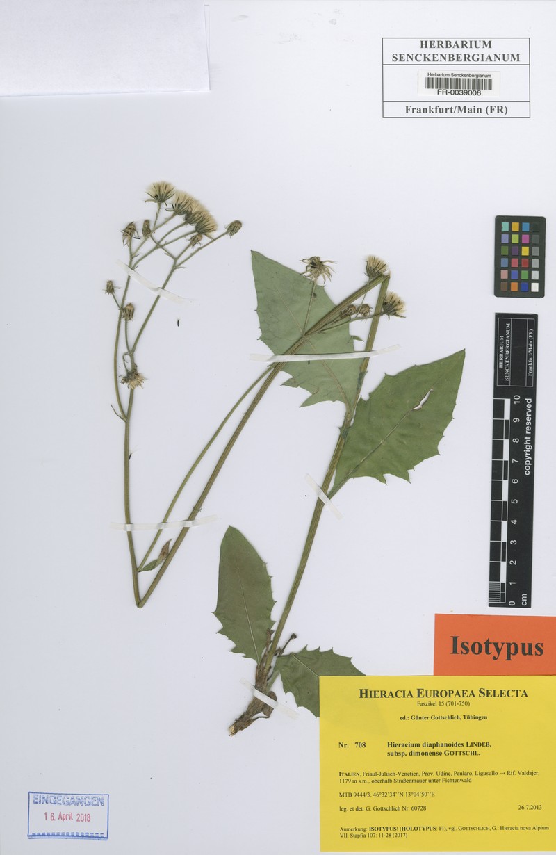 Hieracium diaphanoides subsp. dimonense