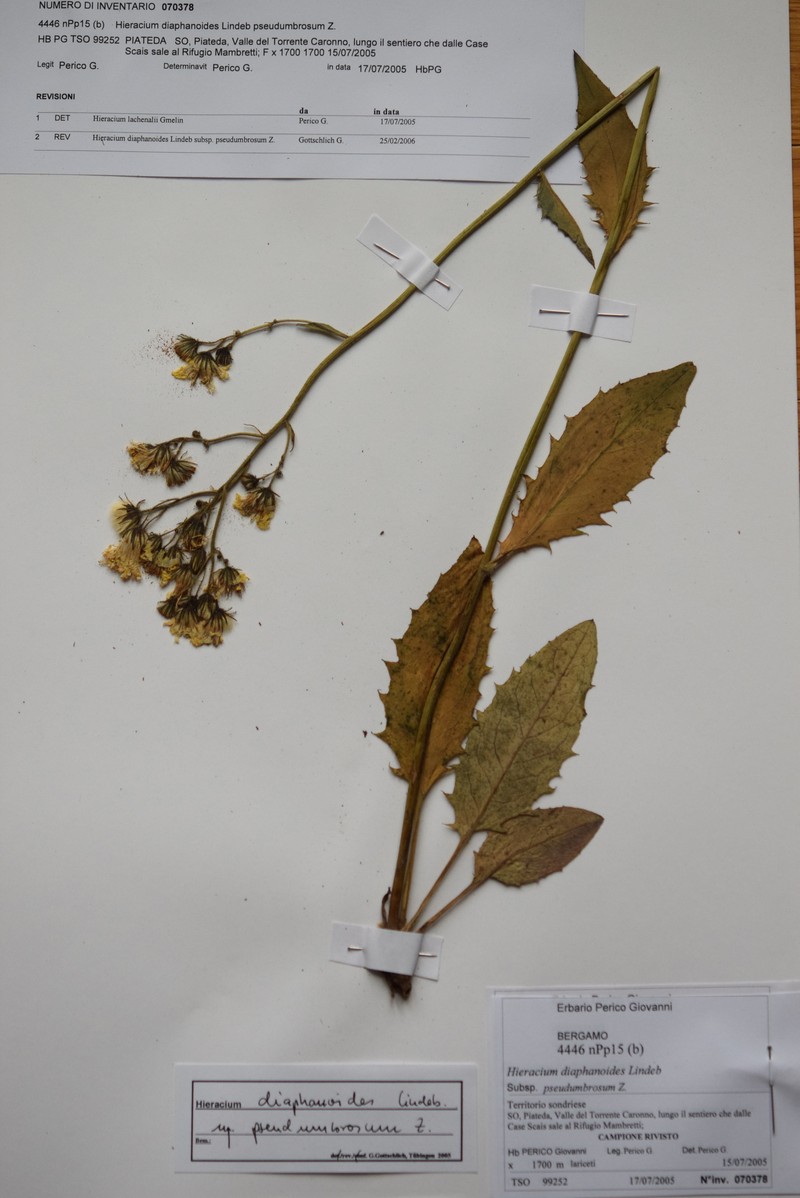 Hieracium diaphanoides subsp. pseudumbrosum