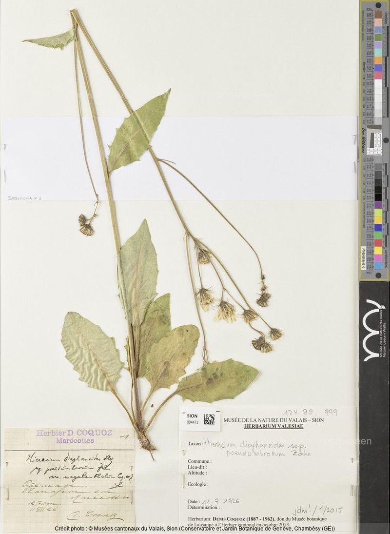 Hieracium diaphanoides subsp. pseudumbrosum photo 2
