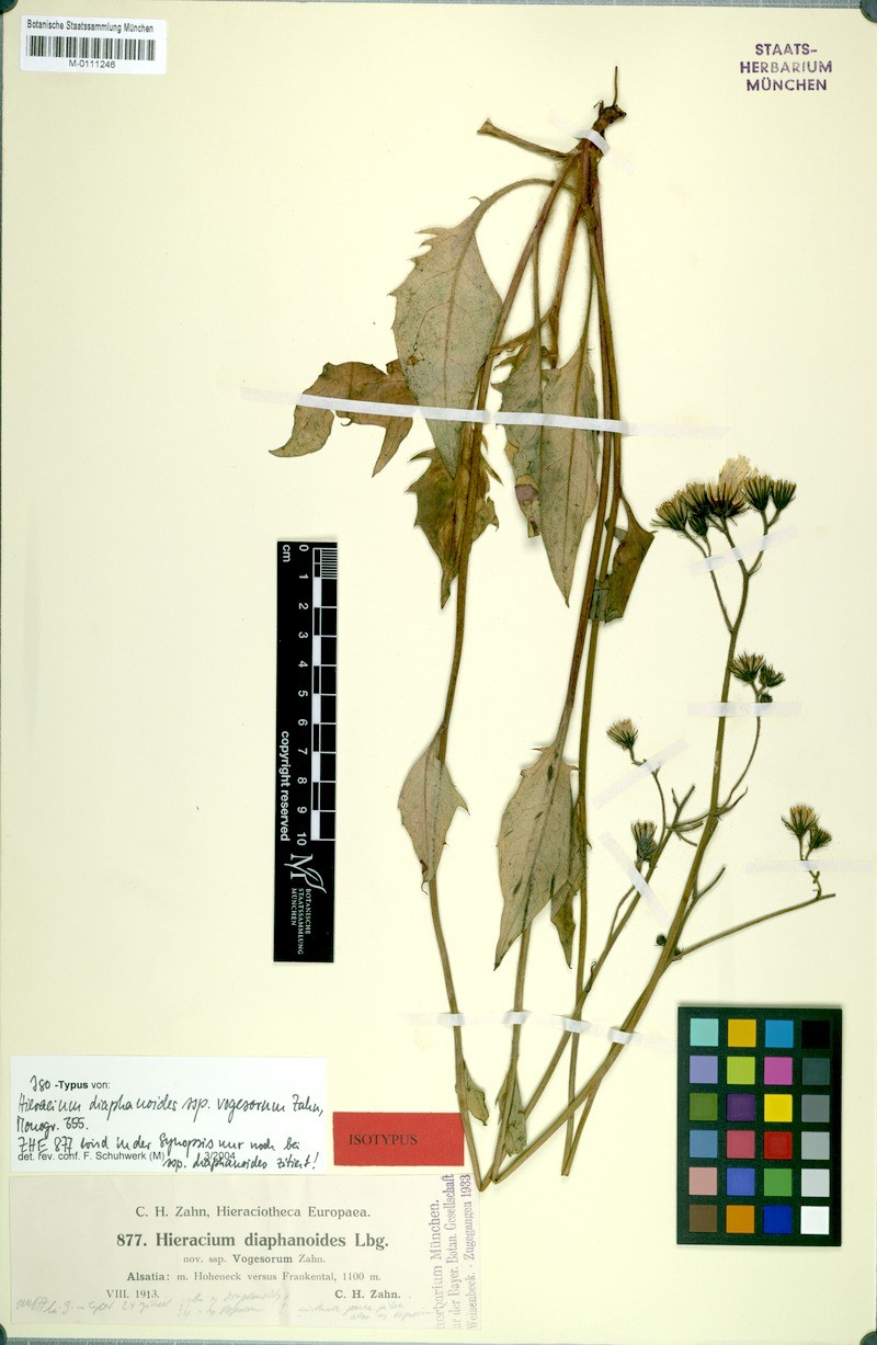 Hieracium diaphanoides subsp. vogesorum