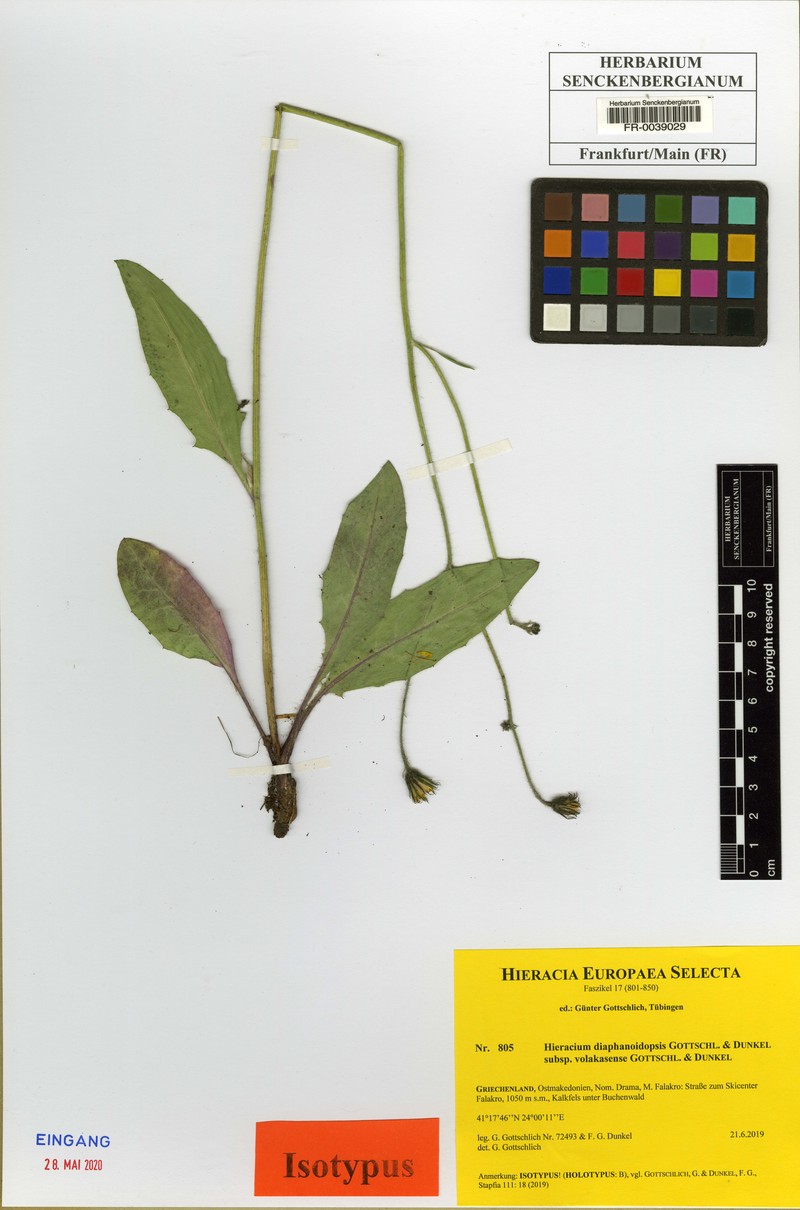 Hieracium diaphanoidopsis
