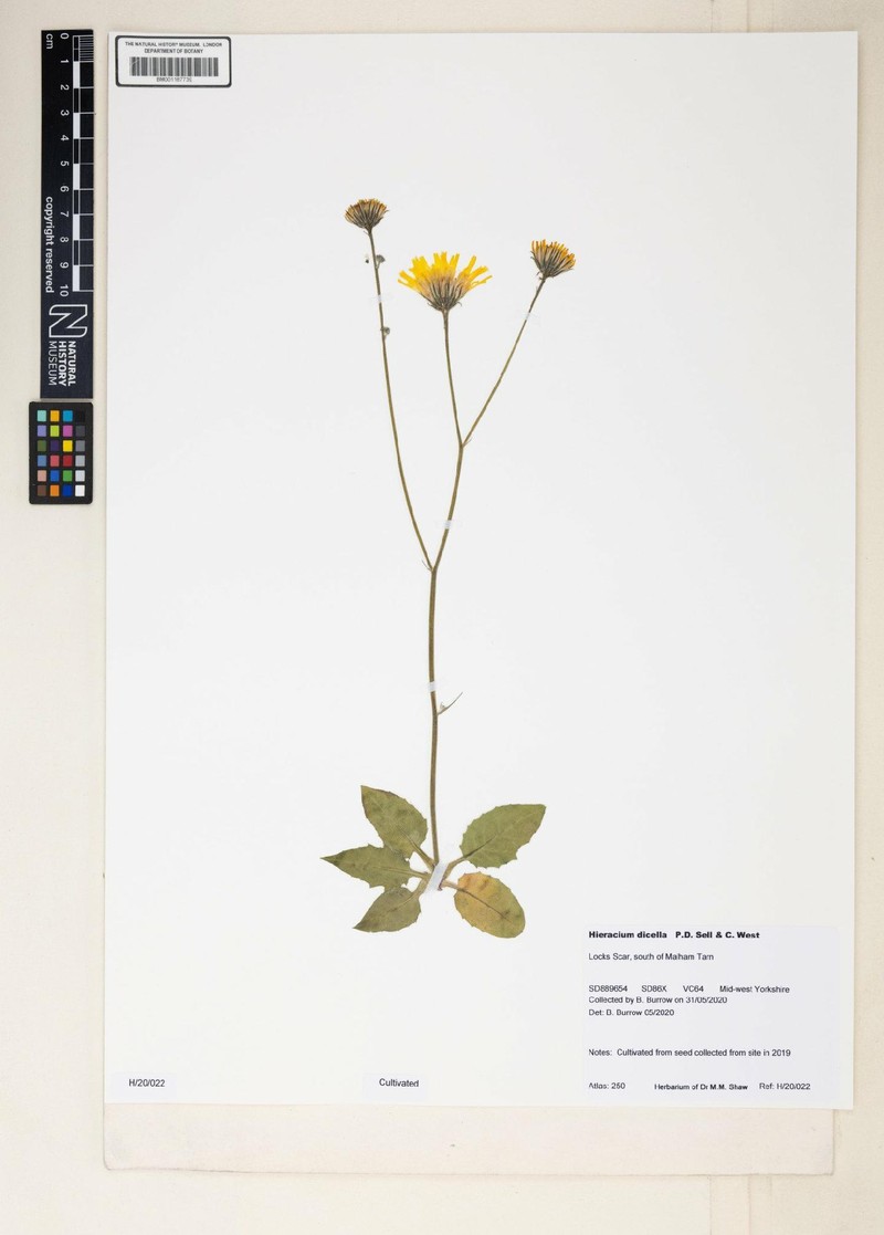 Hieracium dicella