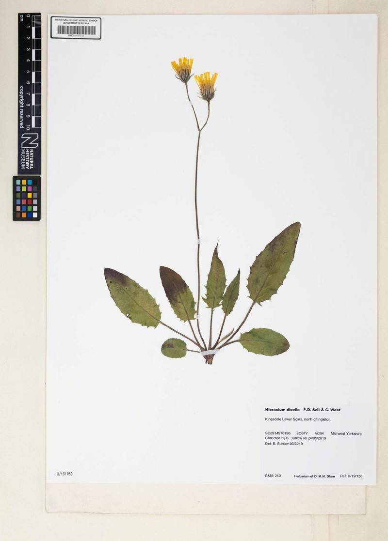 Hieracium dicella photo 2