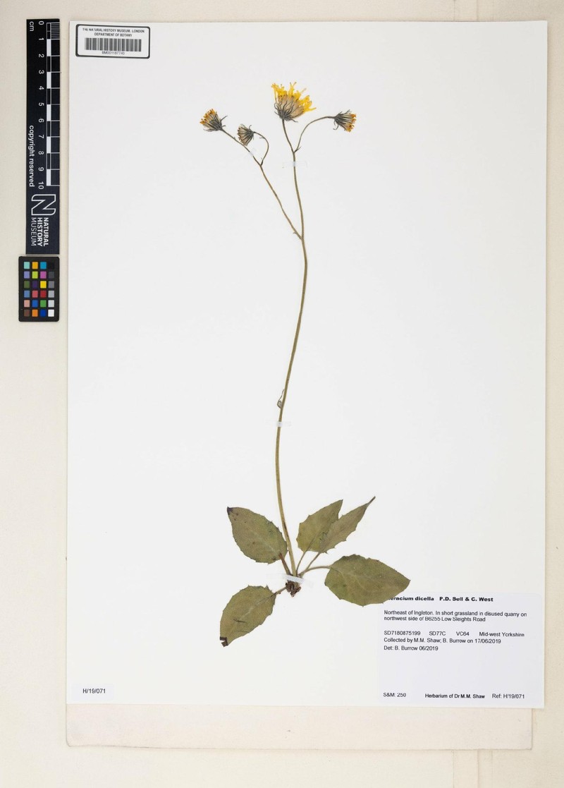Hieracium dicella photo 3