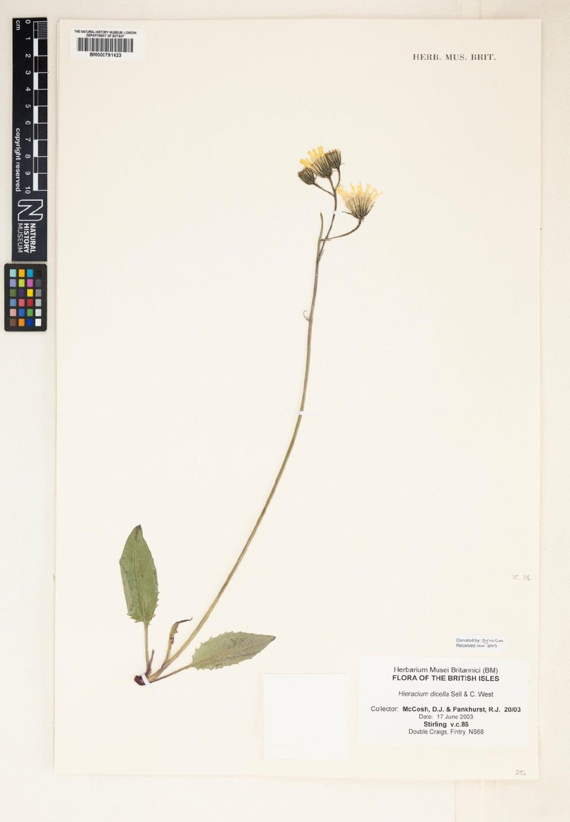 Hieracium dicella photo 4