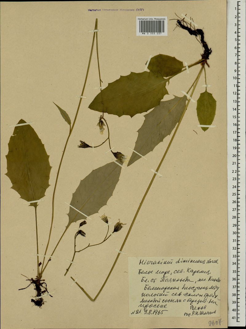 Hieracium diminuens