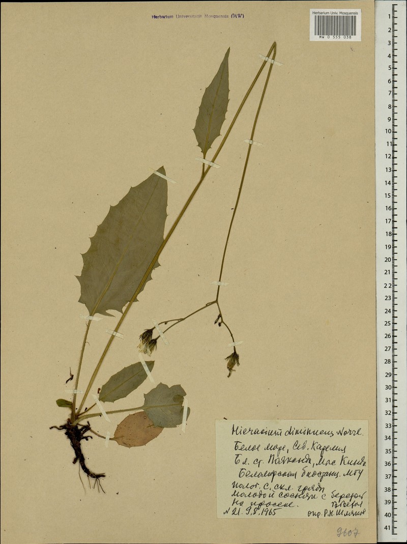 Hieracium diminuens photo 2