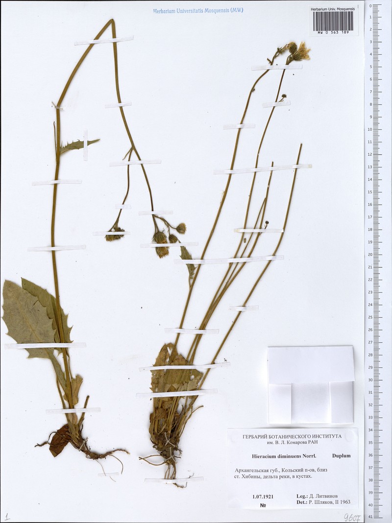 Hieracium diminuens photo 3