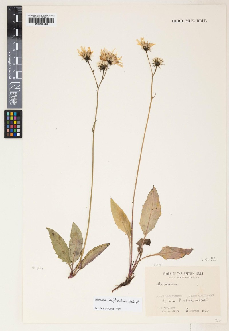 Hieracium dipteroides