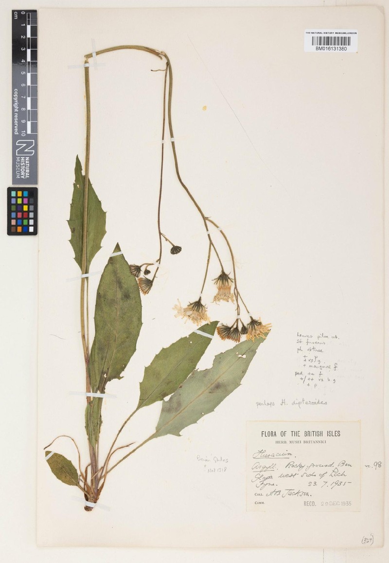 Hieracium dipteroides photo 2