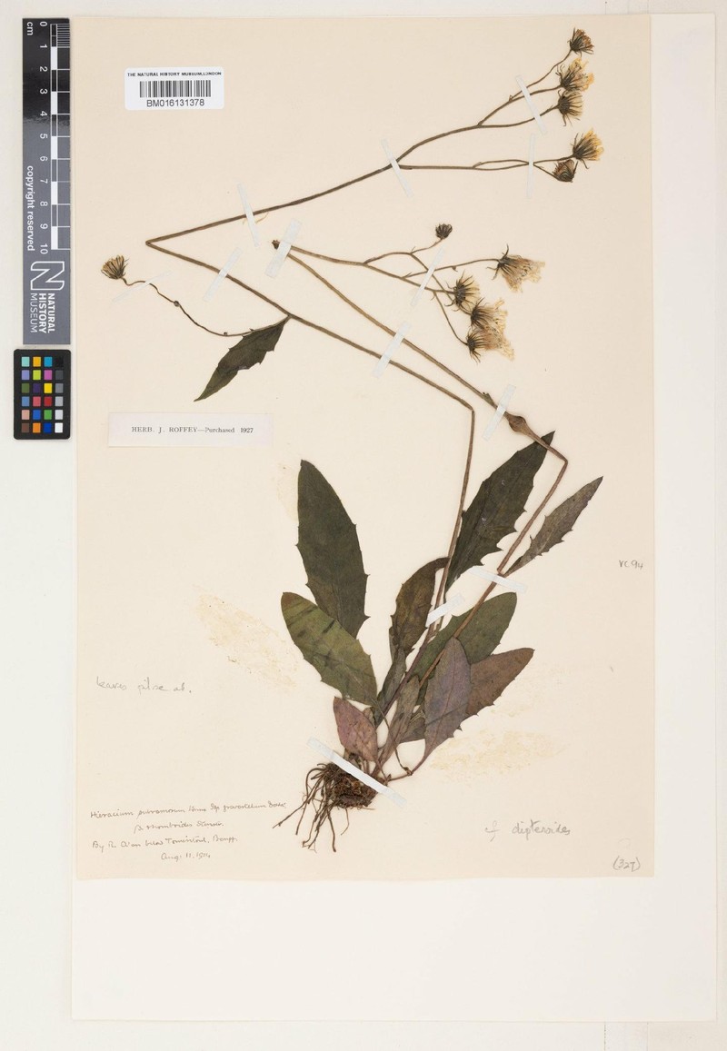 Hieracium dipteroides photo 3