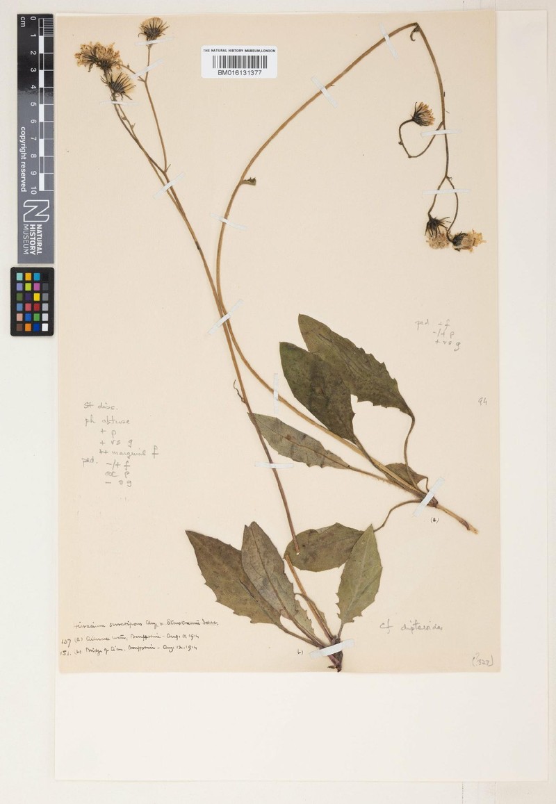 Hieracium dipteroides photo 4
