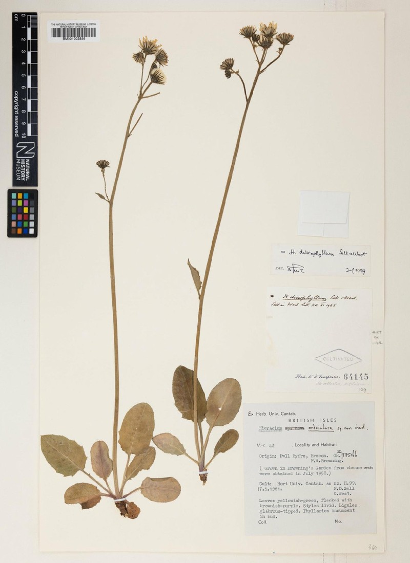 Hieracium discophyllum