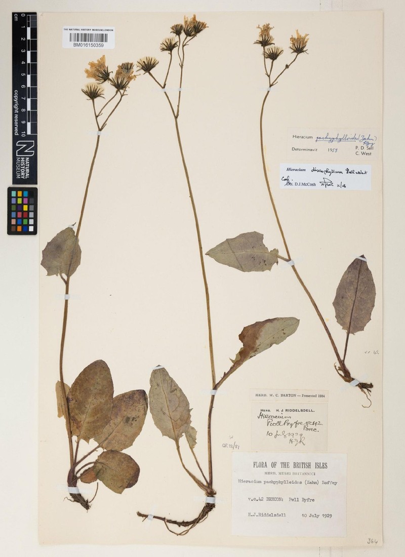 Hieracium discophyllum photo 2