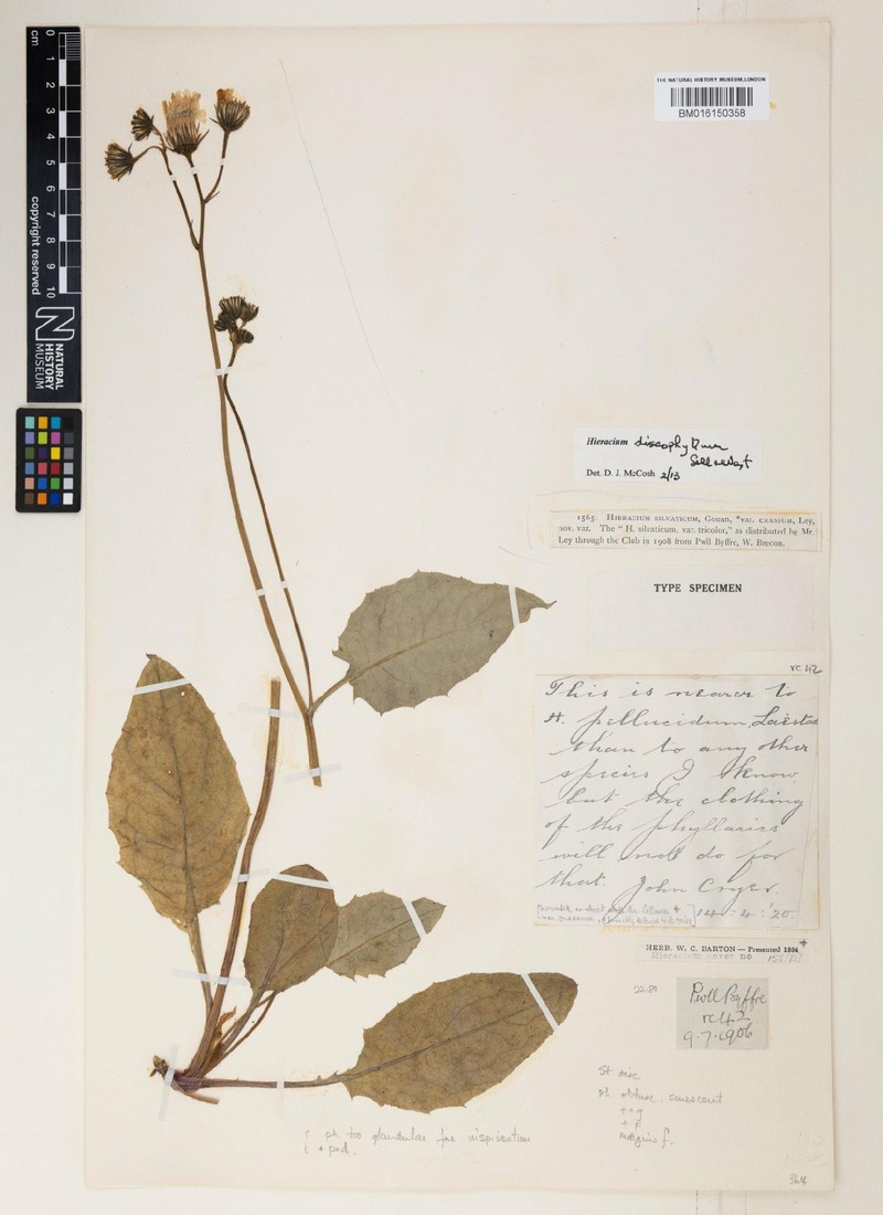 Hieracium discophyllum photo 3