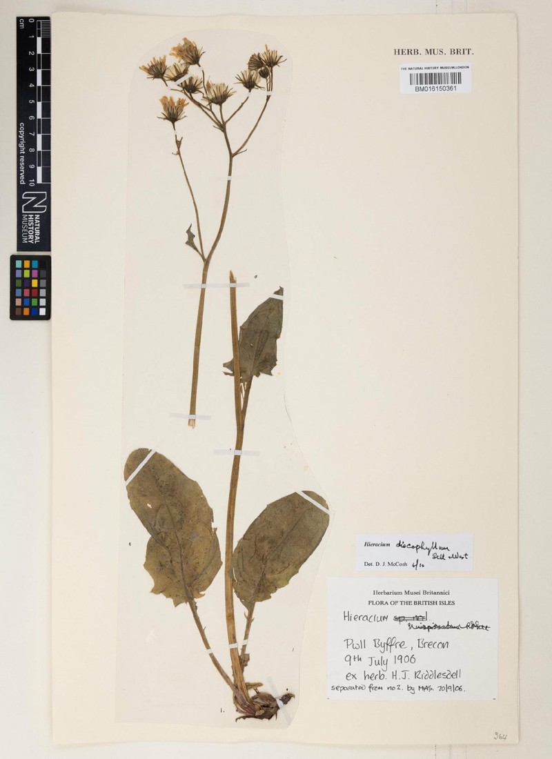 Hieracium discophyllum photo 4
