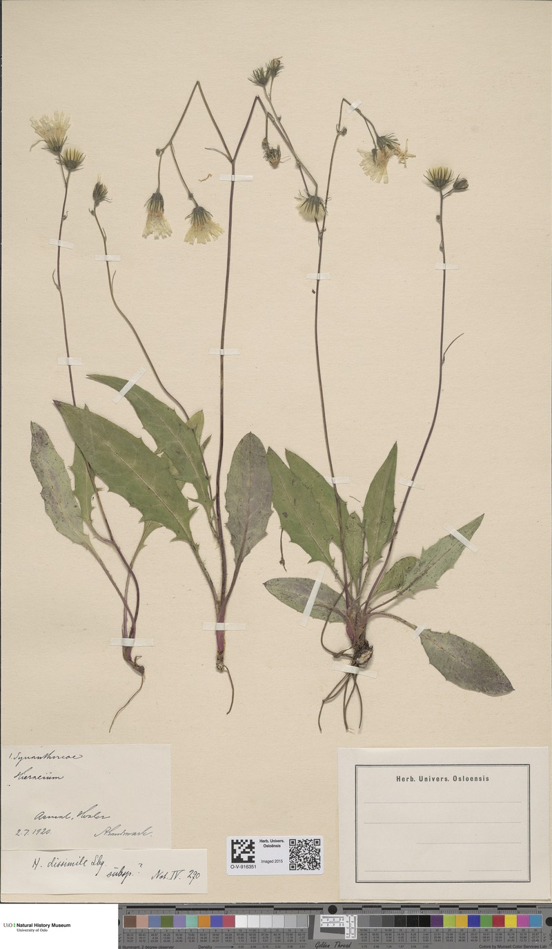 Hieracium dissimile