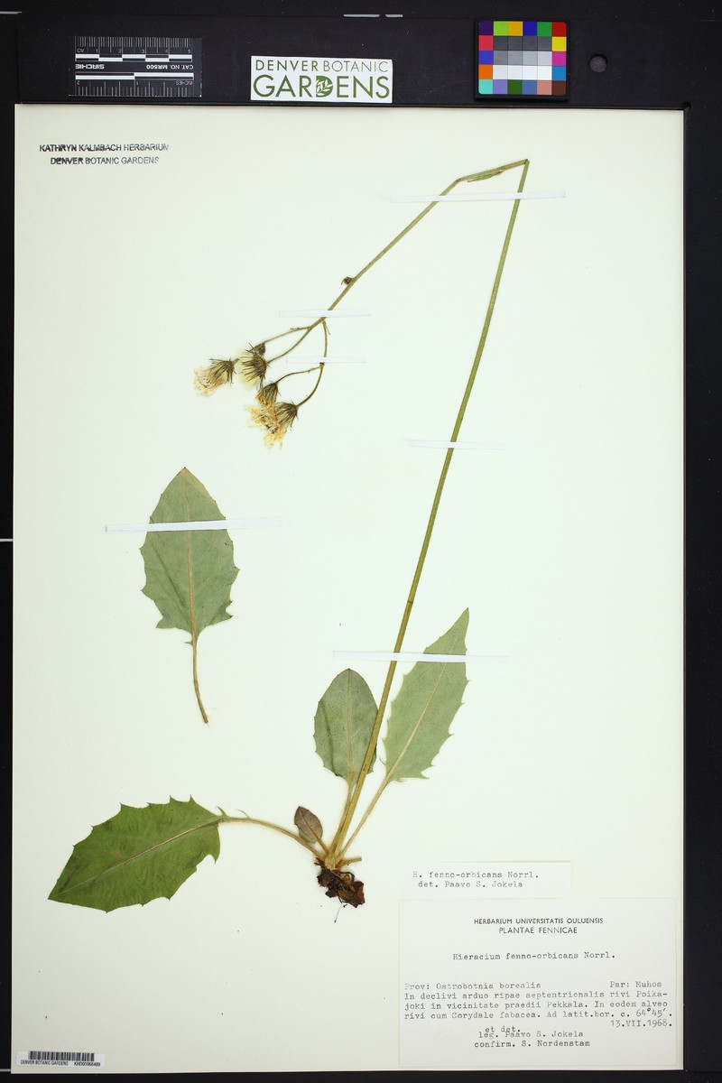 Hieracium distendens