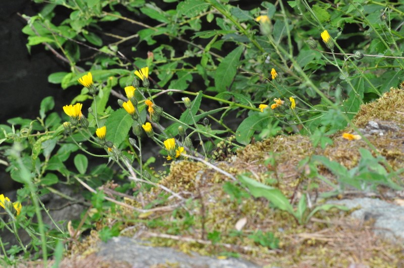 Hieracium dolichaetum