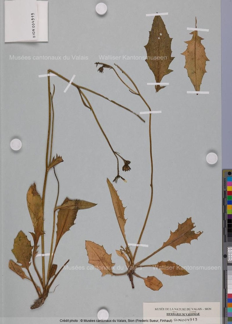 Hieracium dolichaetum photo 2