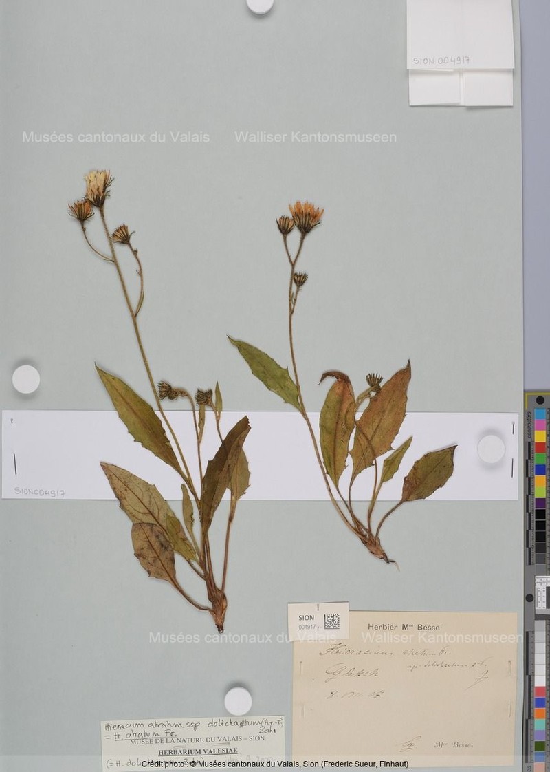 Hieracium dolichaetum photo 3