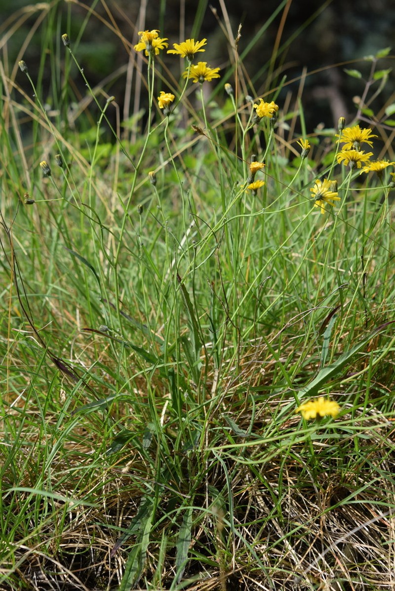 Hieracium dollineri