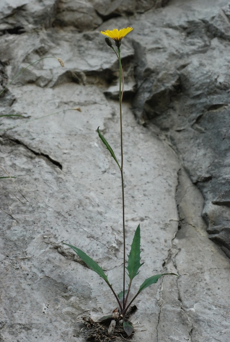Hieracium dollineri photo 2