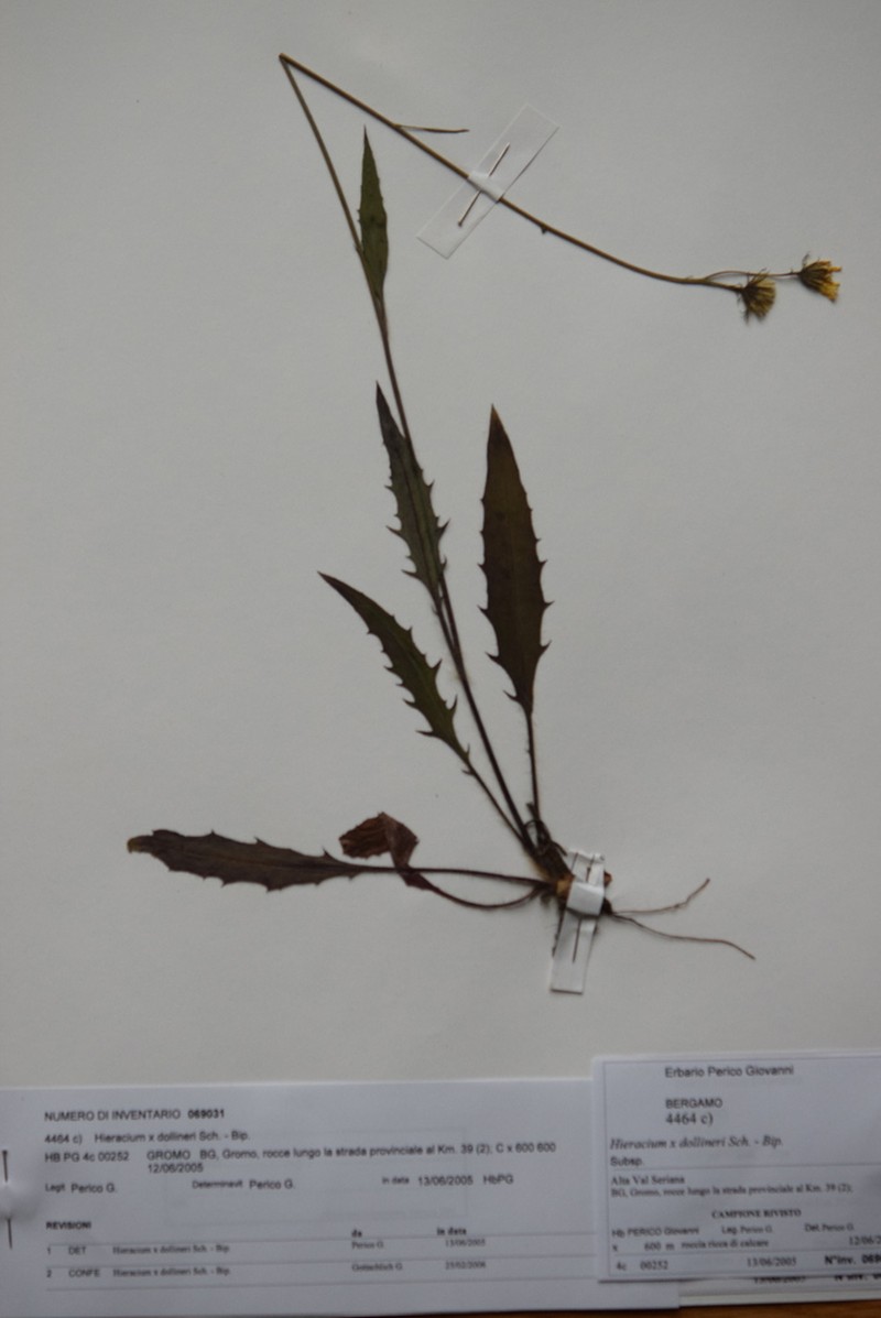 Hieracium dollineri photo 3