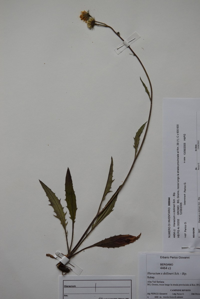 Hieracium dollineri photo 4