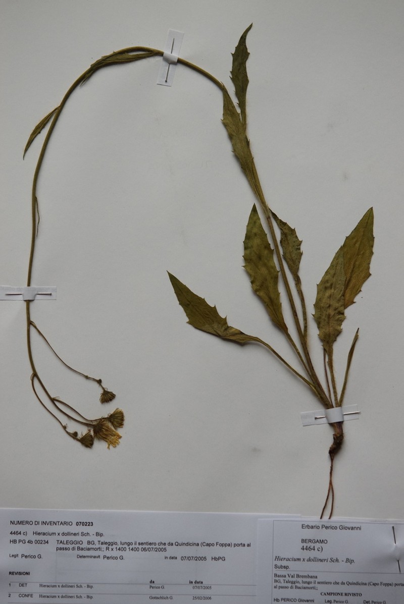 Hieracium dollineri photo 5