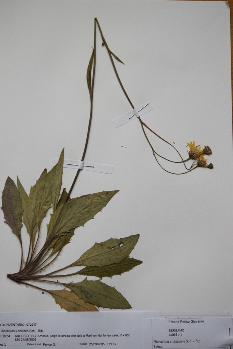 Hieracium dollineri photo 6