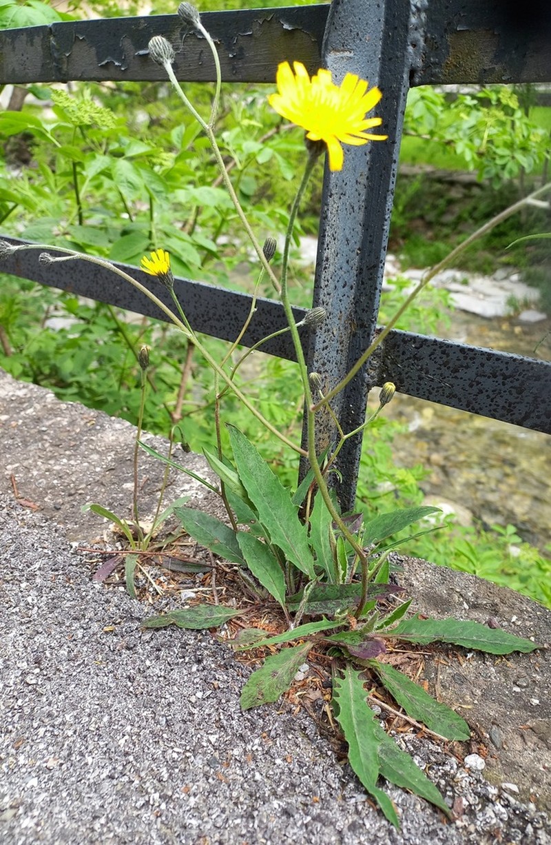 Hieracium dollineri photo 7