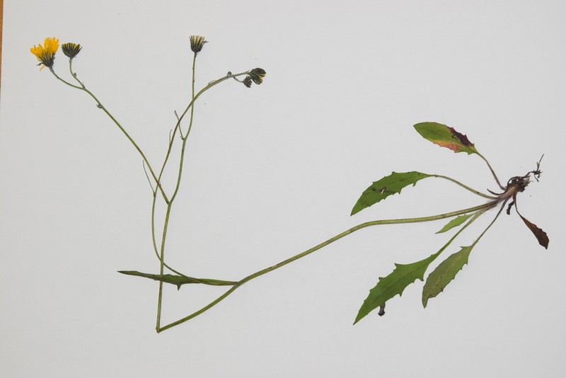 Hieracium dollineri photo 8