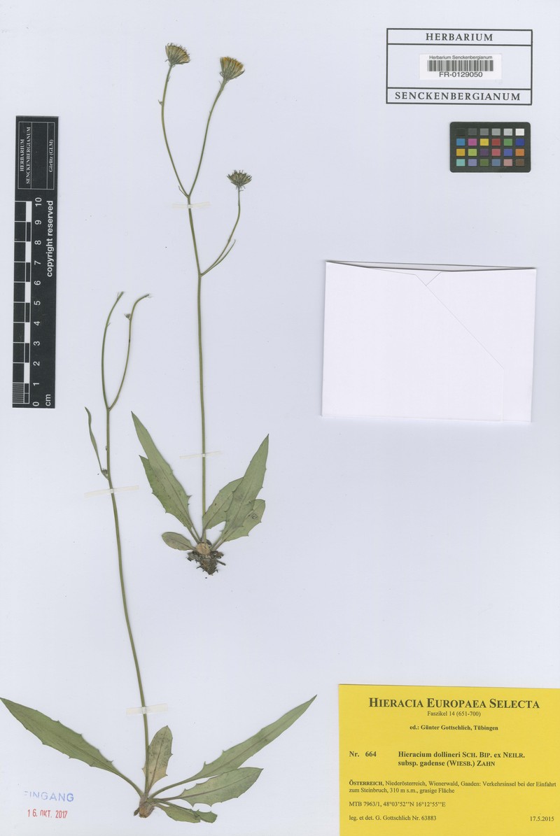 Hieracium dollineri subsp. gadense